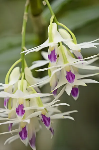529109 - Dendrobium amethystoglossum