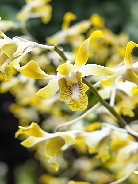 434222 - Dendrobium Amitabh Bachchan