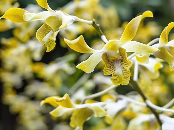 434223 - Dendrobium Amitabh Bachchan
