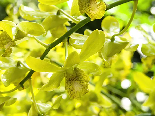 434415 - Dendrobium Begum Khaleda Zia