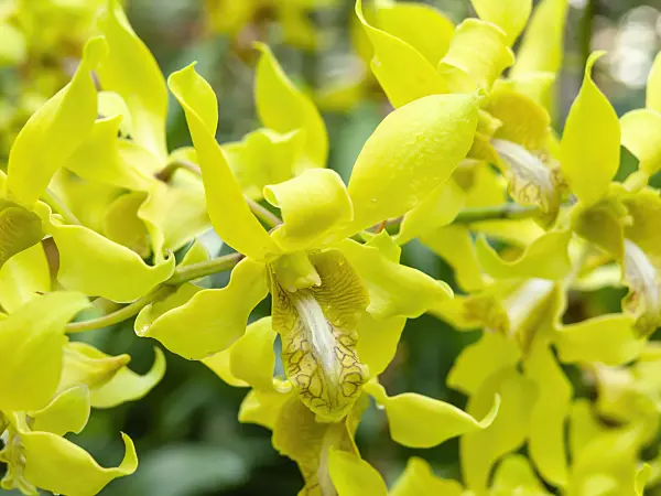 434418 - Dendrobium Benazir Bhutto