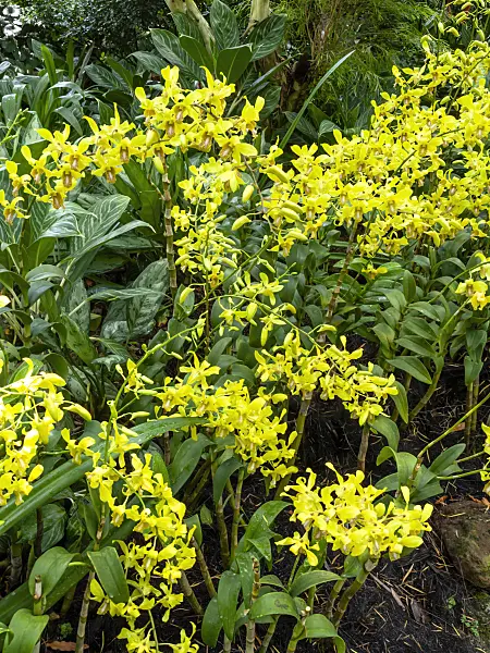 434419 - Dendrobium Benazir Bhutto