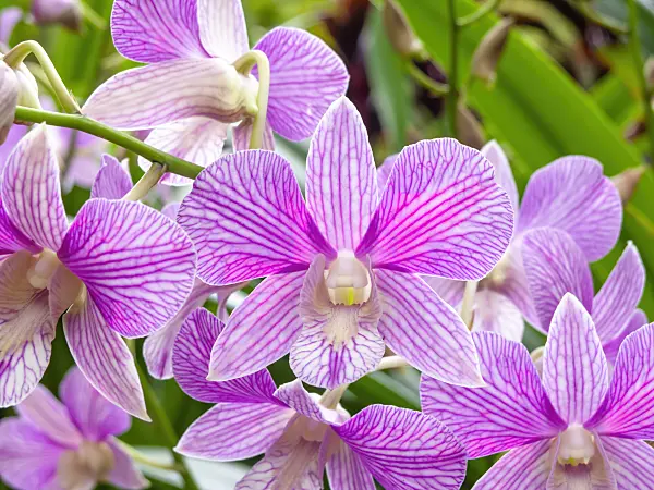 454146 - Dendrobium Joaquim Alberto Chissano