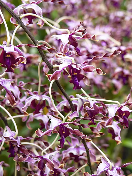 434157 - Dendrobium Margaret Thatcher