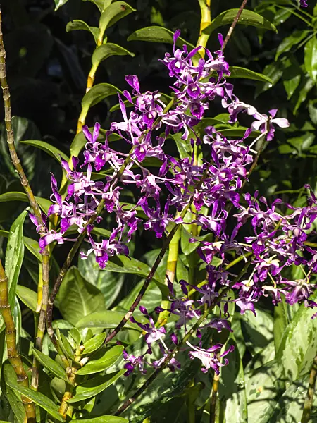 434413 - Dendrobium Michael Jeffrey