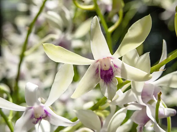 434423 - Dendrobium Siew May