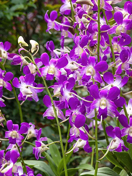 454138 - Dendrobium Sydney Brenner