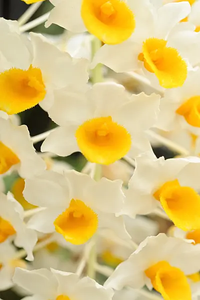 486150 - Dendrobium thyrsiflorum