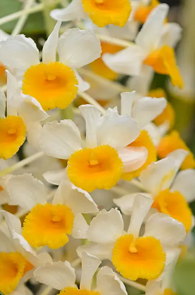531205 - Dendrobium thyrsiflorum