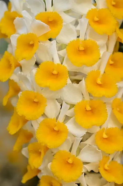 531206 - Dendrobium thyrsiflorum