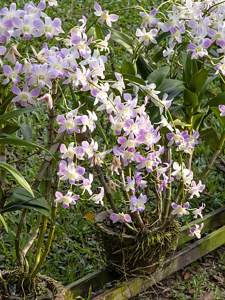 434243 - Dendrobium Toh Pink