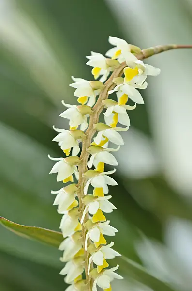 523067 - Dendrochilum cobbianum