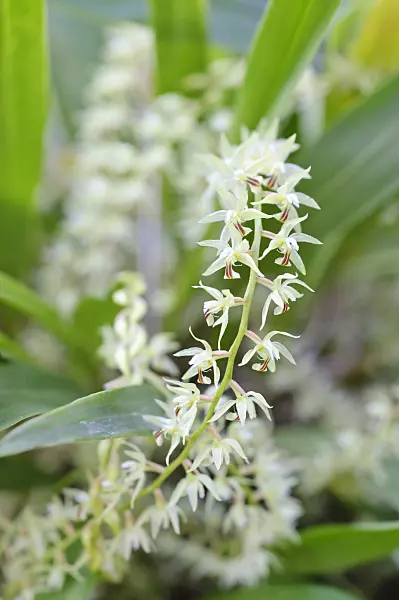 470125 - Dendrochilum gracile