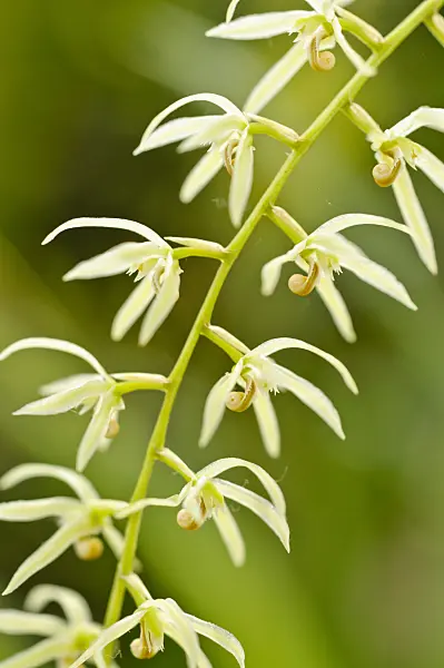 474495 - Dendrochilum simile