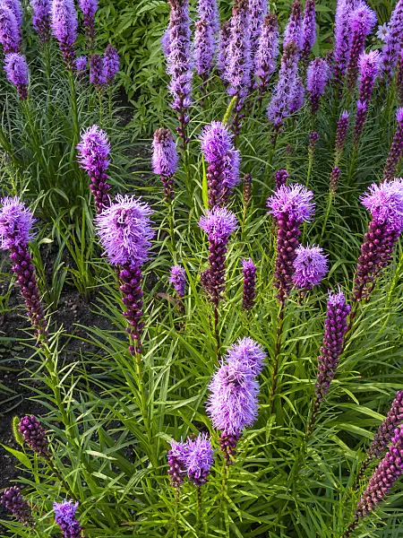 415036 - Dense blazing star (Liatris spicata)