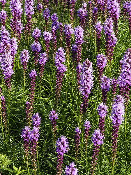 439247 - Dense blazing star (Liatris spicata)