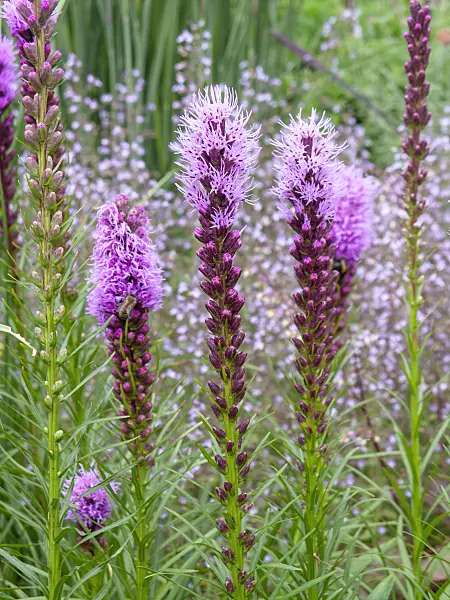 462134 - Dense blazing star (Liatris spicata)