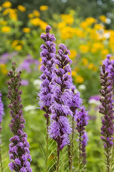 511083 - Dense blazing star (Liatris spicata)