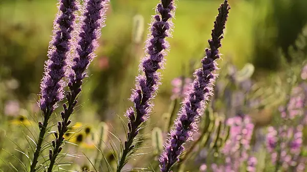511324 - Dense blazing star (Liatris spicata)