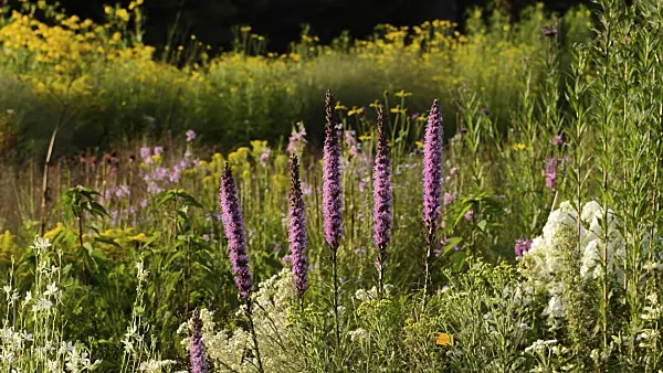 511325 - Dense blazing star (Liatris spicata)