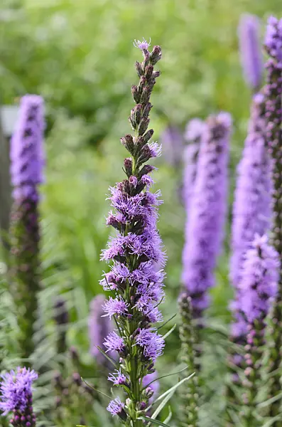 534409 - Dense blazing star (Liatris spicata)