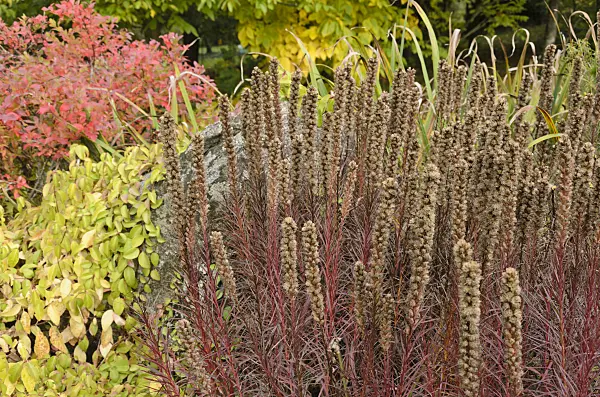 549148 - Dense blazing star (Liatris spicata)