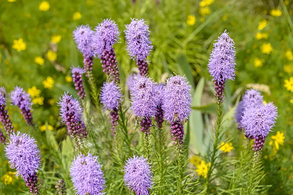 593115 - Dense blazing star (Liatris spicata)