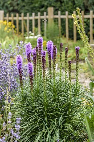 593116 - Dense blazing star (Liatris spicata)