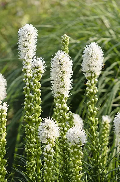 570113 - Dense blazing star (Liatris spicata 'Floristan White')