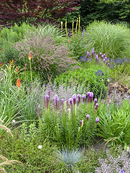 462133 - Dense blazing star (Liatris spicata), torch lily (Kniphofia) and African lily (Agapanthus)
