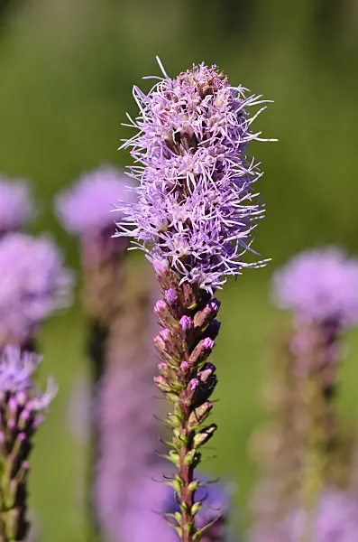 534445 - Dense blazing star (Liatris spicata var. montana)