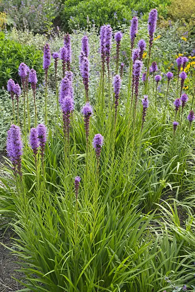 608110 - Dense blazing star (Liatris spicata var. montana)
