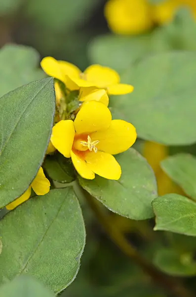 522083 - Dense-flowered loosestrife (Lysimachia congestiflora)