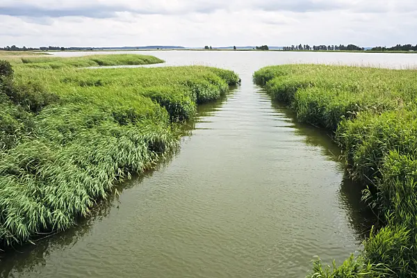 391111 - Dense reed belt, Spyckerscher See, Rügen, Germany