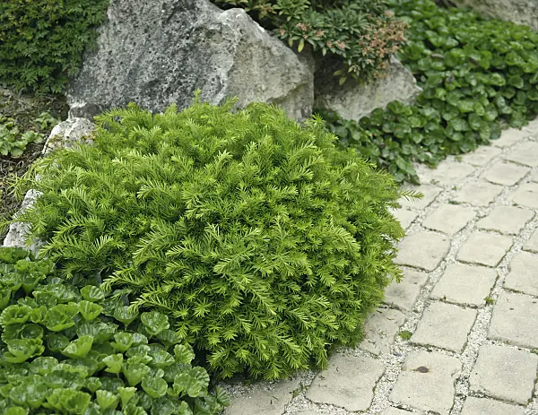 517277 - Dense yew (Taxus x media 'Densiformis')