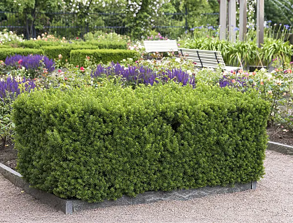 651550 - Dense yew (Taxus x media 'Hillii')