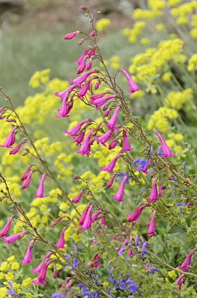 508224 - Desert beard tongue (Penstemon pseudospectabilis)