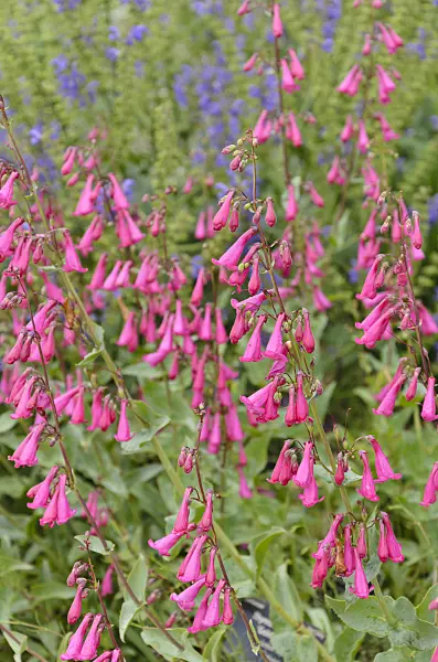 508225 - Desert beard tongue (Penstemon pseudospectabilis)