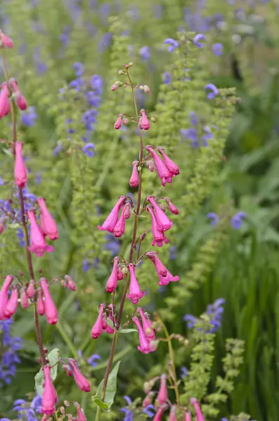 508226 - Desert beard tongue (Penstemon pseudospectabilis)