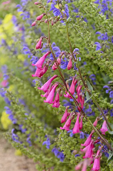 508227 - Desert beard tongue (Penstemon pseudospectabilis)