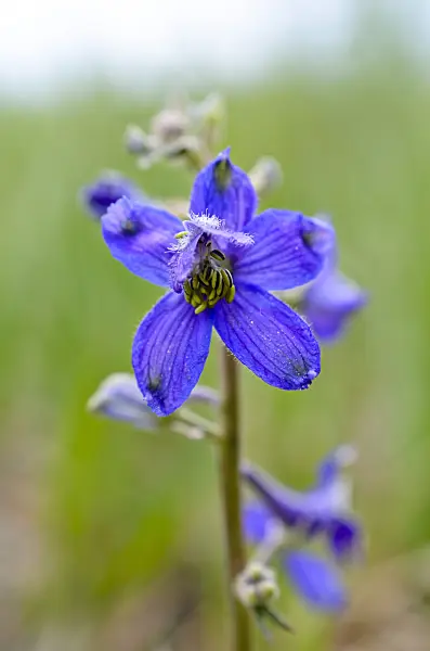 508395 - Desert delphinium (Delphinium scaposum var. scaposum)