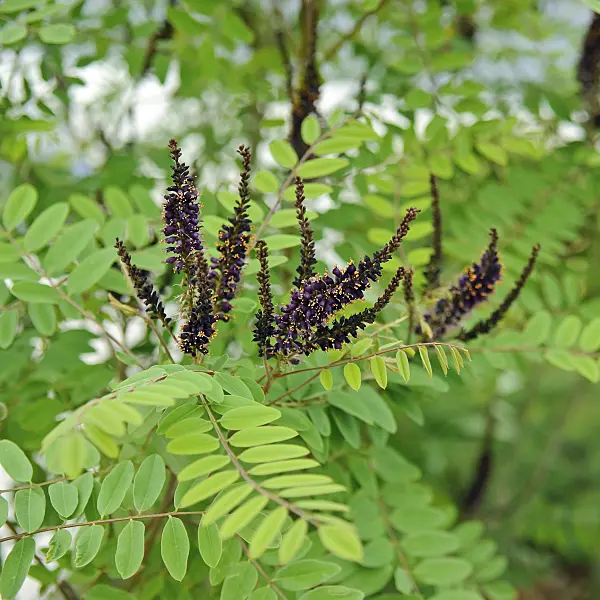 502105 - Desert false indigo (Amorpha fruticosa)