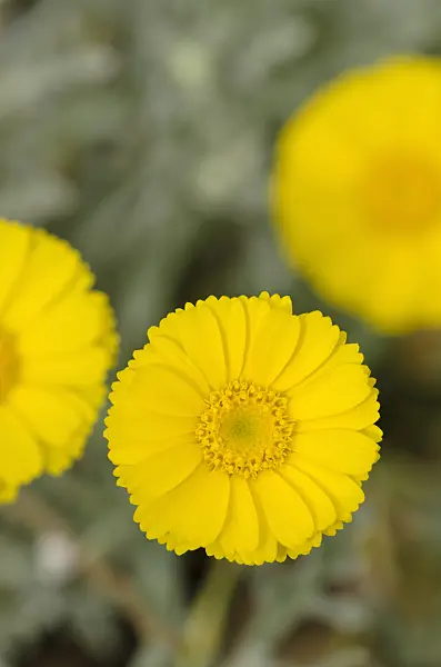 519113 - Desert marigold (Baileya multiradiata)