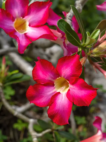 434232 - Desert rose (Adenium obesum)