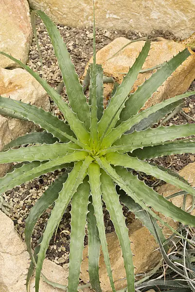 552010 - Deuterocohnia meziana between boulders