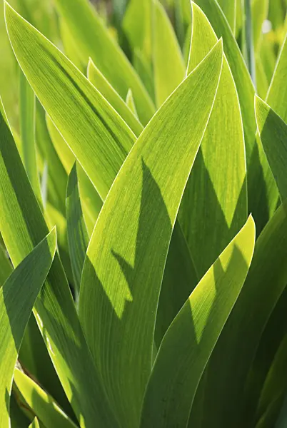 471158 - Deutsche Schwertlilie (Iris germanica)
