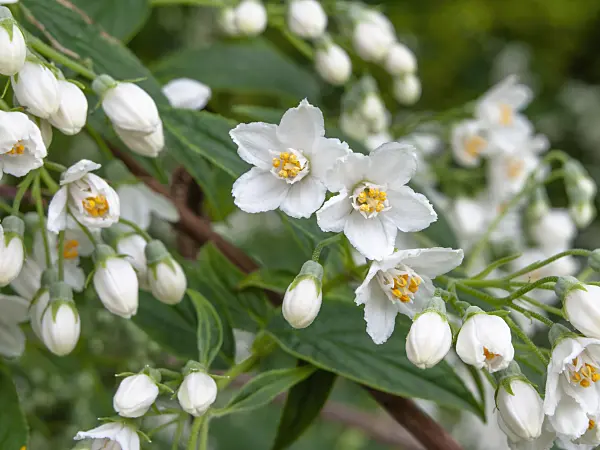 448073 - Deutzia discolor