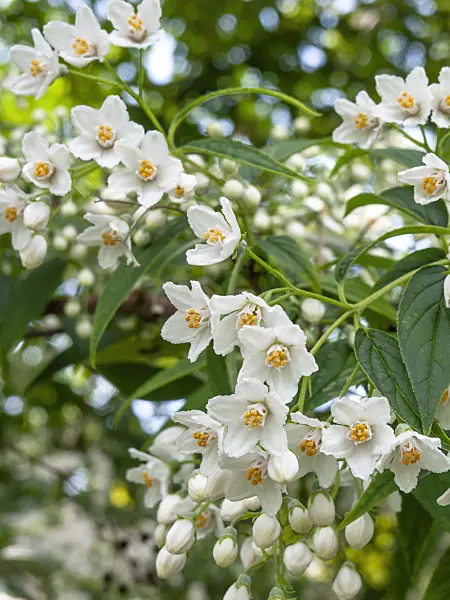 448074 - Deutzia discolor