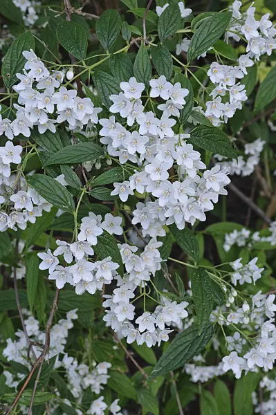 472270 - Deutzia discolor