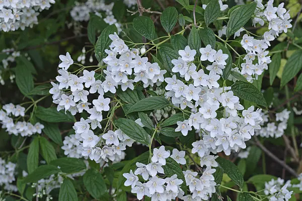 472271 - Deutzia discolor